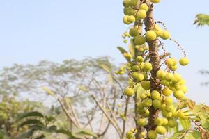 A tree with many green fruits hanging from it photo
