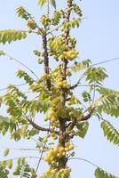 A tree with many green leaves and yellow fruits photo