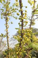 A tree with many green fruits hanging from it photo