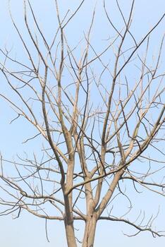 A tree with no leaves and no branches photo