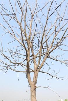 un árbol con No hojas y un pájaro sentado en eso foto