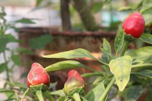 A bunch of red peppers growing on a plant photo