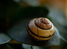Macro shot of a garden snail, macro photography of a garden snail, a shell on a green leaf photo