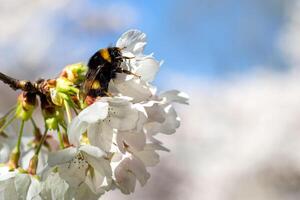 View of a bumblebee on white cherry flowers in spring photo