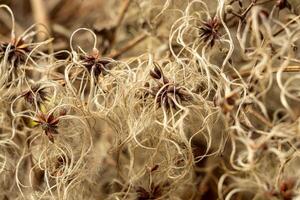 View of fluffy shrub seeds macro, manchurian clematis seeds photo