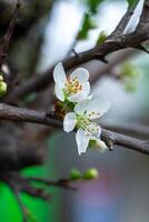 Small branches with flowers and buds of wild cherry plum photo
