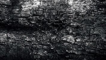 Close-up of rugged tree bark texture with a dark and gritty aesthetic, ideal for natural or grunge designs. photo