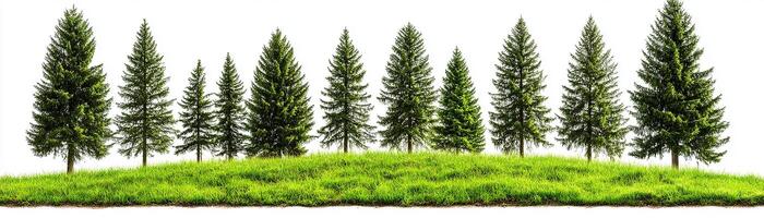 A row of lush green pine trees on a grassy hilltop. photo