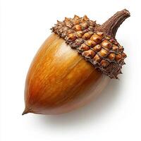 A detailed close-up of a beautiful acorn on a white background. photo
