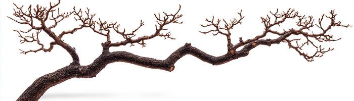 A striking, bare tree branch with intricate, twisted designs. photo
