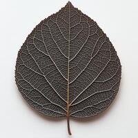 Close-up of a detailed leaf showcasing intricate vein patterns. photo