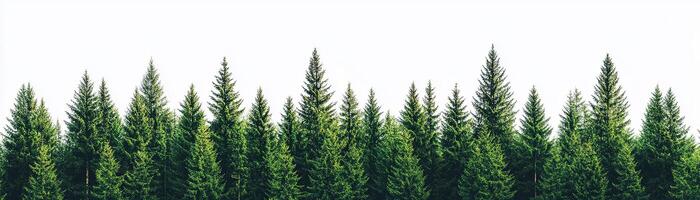 A lush array of evergreen trees against a bright white background. photo