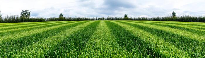 Vibrant green grass field with clear sky and distant trees. photo