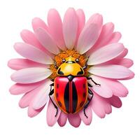 Colorful Beetle Close Up Beauty photo