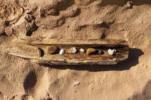 Weathered driftwood filled with smooth pebbles and seashells on sandy beach of Baltic sea in Latvia, Riga. Natural texture of assorted stones and shells on sand background. Copy space 1 photo