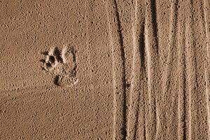 Animal paw prints in sand with natural textures and trails. at Baltic sea cost in Latvia with dogs footprints, bicycle tire tracks imprinted in the sand. Bike wheel traces on a sandy beach surface. 1 photo