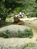 Lion in its natural habitat photo