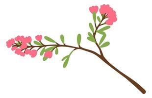 Blooming tree branch with pink flowers. isolated illustration vector