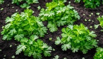 Top view of Fresh growing green Coriander leaves in Vegetable plot background photo
