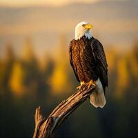 A bald eagle sits on a tree branch in front of a forest photo