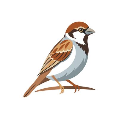 Graceful Sparrow in Flight Illustration Design On White Background