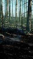 Forest fire and fallen tree is burned to the ground with a lot of smoke video
