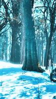 Pine trees covered with snow on frosty evening video