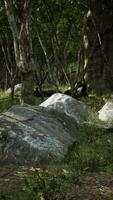 Beautiful summer forest with different trees video