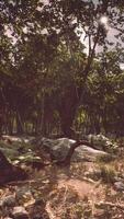 Roots of a tree in a misty forest video