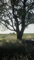 Large tree in the open savanna plains of Etosha national park in Namibia video