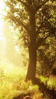sun rising in a forest with fog video