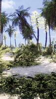 View of nice tropical beach with palms around video