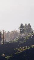 Beautiful pine trees on background high mountains of Carpathians video