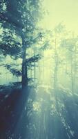 drone fpv se faufilant à travers de grands arbres dans une forêt video