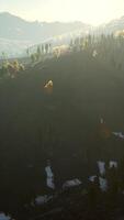 Yellow and green trees in autumn forest video