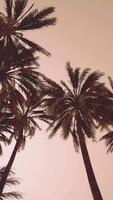 Underside of the coconuts tree with clear sky and shiny sun video