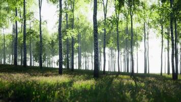 Birch Trees Standing Tall in Forest Grove video