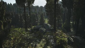 Exploring the Dense Forest Landscape in Denmark During Daytime video