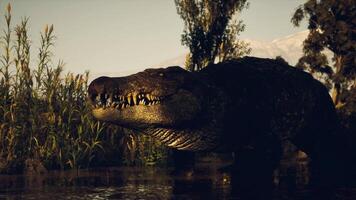 Large crocodile resting near water with sunlight reflecting in the background video