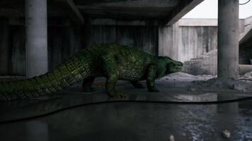 Crocodile exploring an abandoned structure during twilight hours video