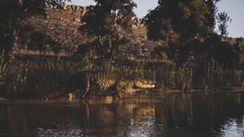 Crocodile basking by the water in a serene natural setting at sunset video