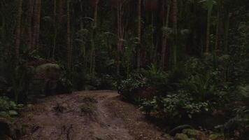 Path winding through lush tropical rainforest under low light conditions video