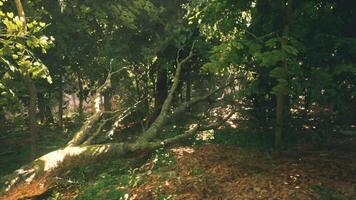 Morning sunlight filters through trees in a serene, branch strewn forest video