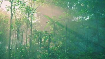 Dense Forest Teeming With Trees video