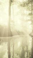 pond in a forest with fog video