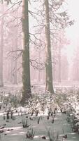 Fog in the forest on a cold winter cloudy day with first snow video