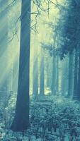 Impressive view of fog and sunlight after frost on the pine forest video