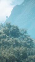 shot of a creek in the middle of green woods surrounded by hills video