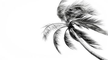 sketch palm tree illustration photo