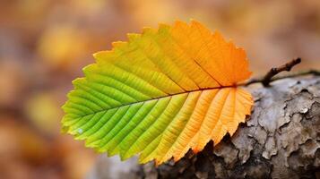 change elm tree leaf photo
